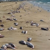 تلف شدن تعداد زیادی ماهی در ساحل گناوه+تصاویر