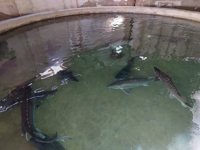 واکسیناسیون آبزیان الزامی شد